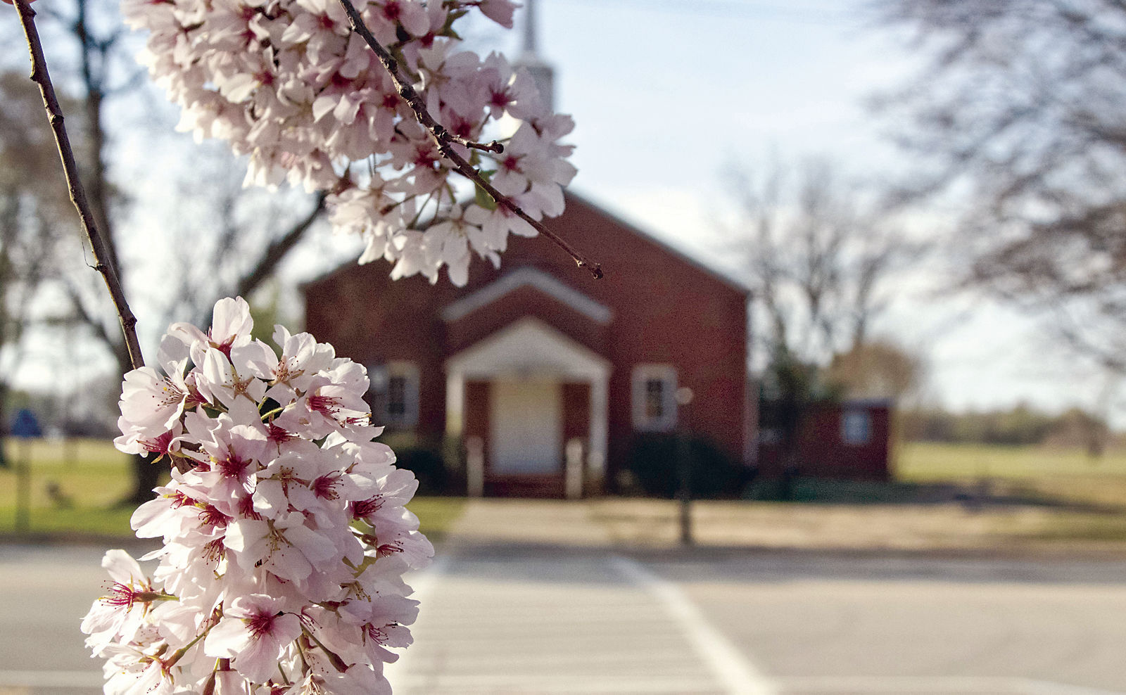 Spring weather, blooms arrive in LawCo.